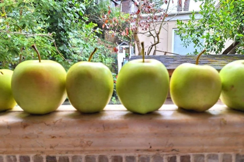 row-of-apples