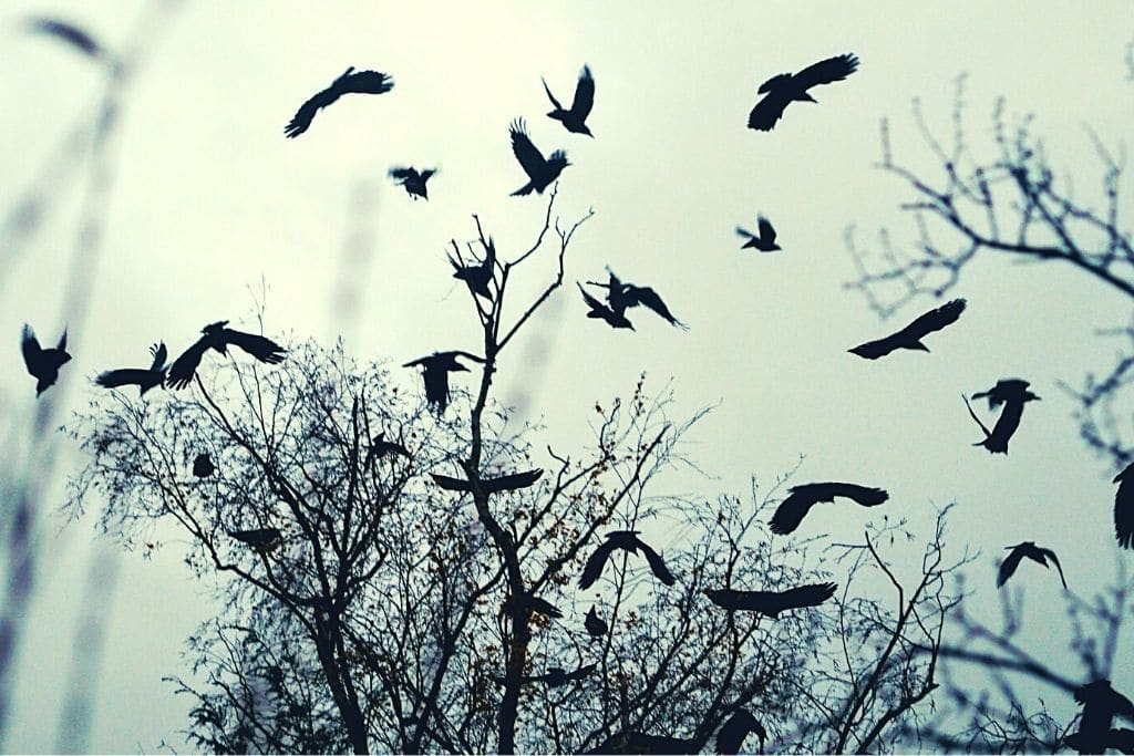 moody birds flying