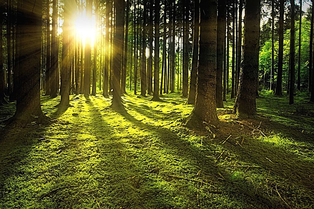 forest with sun