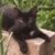 Profile picture of blackcat